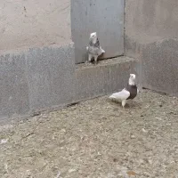 طوقی ناب کاکلی