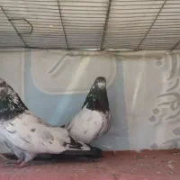 پرنده کفتر ارزان