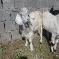 فروش فوری کهره نر|حیوانات مزرعه|جیرفت, |دیوار