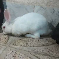 فروش خرگوش|موش و خرگوش|قرچک, مهدیه|دیوار