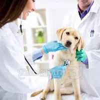 استخدام دستیار دامپزشک  تکنسین