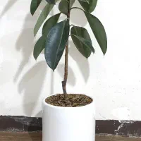 فیکوس بلند و سالم با گلدان