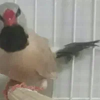 معاوضه فنچ کرواتی نروجفت عروس هلندی نروماده بالغ