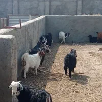 بزغاله|حیوانات مزرعه|گزیک, |دیوار