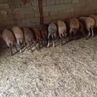 گوسفند داشتی و ابستن|حیوانات مزرعه|کیاسر, |دیوار