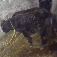 گاو نر|حیوانات مزرعه|چهاردانگه (آذربایجان), |دیوار