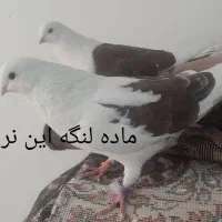کبوتر ماده