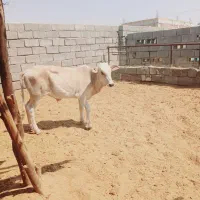گوساله نر