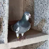 پلاکی مسافتی