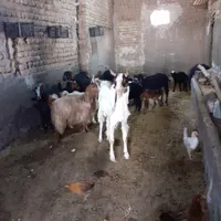 گوسفندتبریز|حیوانات مزرعه|قم, بوستان جوان|دیوار