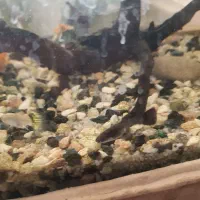 ماهی گوپی و سوارتل|ماهی|تربت‌حیدریه, قائم|دیوار