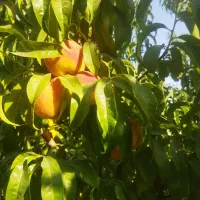 اجاره باغ هلو