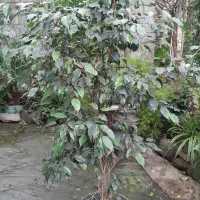 گل وگیاه بنجامین و کاکتوس