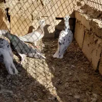 ۴هارتا کفتر