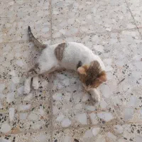گربه اهلی و بازیگوش