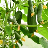 دوره آموزشی گلخانه هیدروپونیک و خاکی با مدرک معتبر|خدمات آموزشی|تهران, نجات اللهی|دیوار