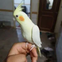 عروس هلندی فرار کرده