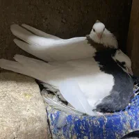 طوقی سینه