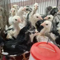 جوجه گلین لری|حیوانات مزرعه|رامسر, |دیوار