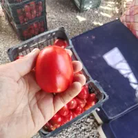 فروش گوجه ربی مستقیم از سر زمین
