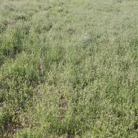 200 متر زمین|فروش زمین و ملک کلنگی|خلخال, |دیوار