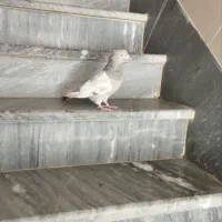 کفتر سینه سوسنی