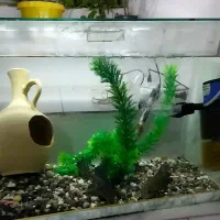 اکواریوم باتمام تشکیلات دوتاماهی یدونه لجن خوار|ماهی|کنگاور, |دیوار