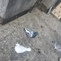 کفتر رنگه قلدور