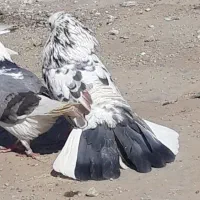 کبوترای اصیل تکی از ۲۰۰تا ۵۰۰|پرنده|هشتگرد, شهرک اداری|دیوار