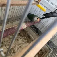 هلندی و برزیلی معاوضه|پرنده|کرج, عظیمیه|دیوار