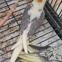 عروس هلندی|پرنده|تهران, ابوذر|دیوار