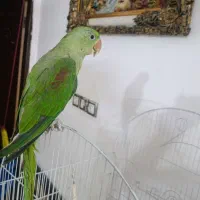 جوجه شاه طوطی|پرنده|صابری, |دیوار
