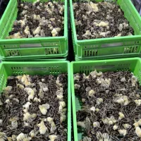 بلدرچین یکروزه