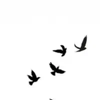 جفت طوقی نقاشی