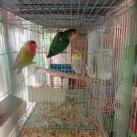 طوطی برزیلی عروس هلندی