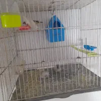 فنچ جفتکا با تخم و جوجه|پرنده|مشهد, پنجتن|دیوار