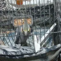 عروس هلندی|پرنده|رشت, سلیمانداراب|دیوار