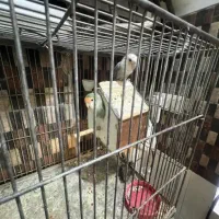 طوطی برزیلی معاوضه با جوجه سره نر