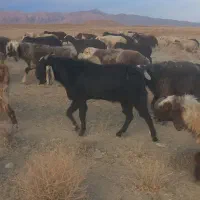 بزغاله نر وقوچ