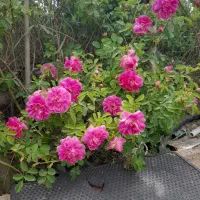 باغ واقع در اخر گلمغان|فروش زمین و ملک کلنگی|اردبیل, |دیوار