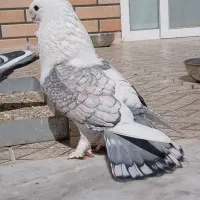 جفت بلژیکی ساتن یا جفت بلاندنیت