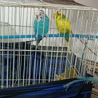 مرغ عشق نر و ماده