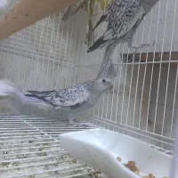 طوطی عروس هلندی|پرنده|تربتحیدریه, آسایش|دیوار