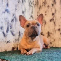 فرنچ بولداگ بلو فاون