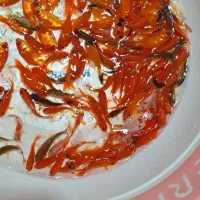 پخش کلی و جزئی ماهی قرمز و گلدفیش