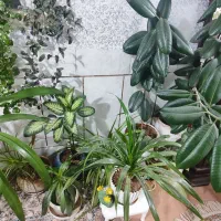 فروش گل‌های طبیعی به صورت یک جا