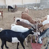 بز فروشی چاق|حیوانات مزرعه|بستک, |دیوار