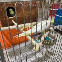 پرنده|پرنده|تهران, اسفندیاری|دیوار