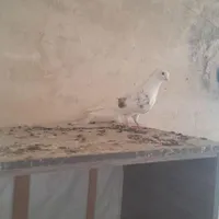 کفتر پرشی ۱۰ تا
