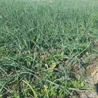 ترپیاز|گل و گیاه طبیعی|رامهرمز, |دیوار